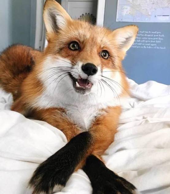 狐狸精是怎样炼成的 苏联一个实验,从根本上改变了狐狸的性格 