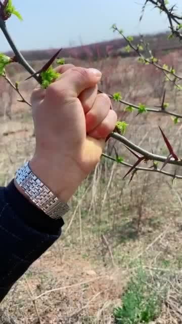 皮糙肉厚,扎不透你这是用了多少次暂停完成的动作 