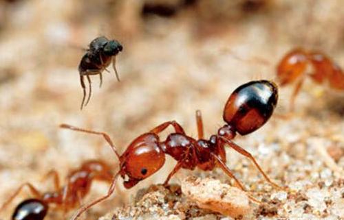 红火蚁 Solenopsisinvicta 是什么昆虫,红火蚁介绍