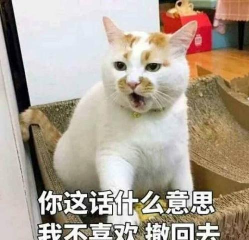 给猫咪起名要慎重,不然尴尬的可是你