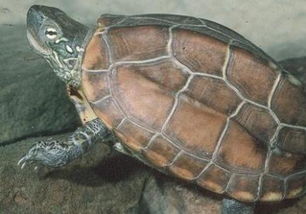 乌龟可以一直泡在水里吗 乌龟不沾水可以活几天