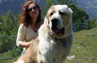 怎样喂才能让普通巨型阿拉斯加狗狗长的超级大