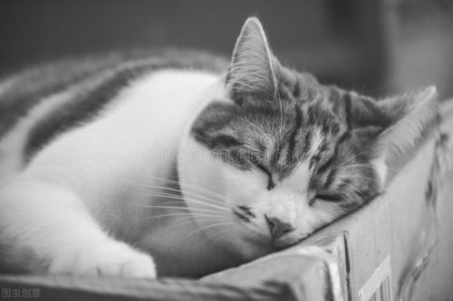 猫为什么喜欢和人睡在一起