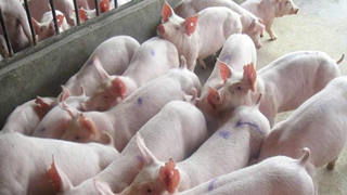 300斤活猪能出多少肉 毛猪300斤以上价格