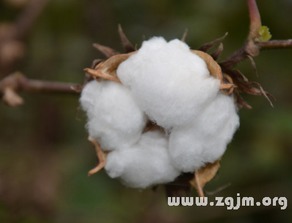 做梦梦到一地白棉花别人在摘棉花(梦见棉花开的雪白,我摘棉花)