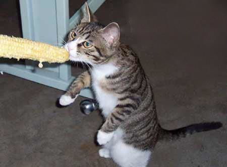 吃玉米的猫好养活 别傻乐了,你的猫可能出问题了