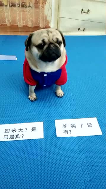 狗狗搞笑教你说韩语 