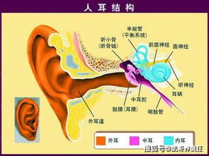 神经性耳鸣吃什么药效果最好