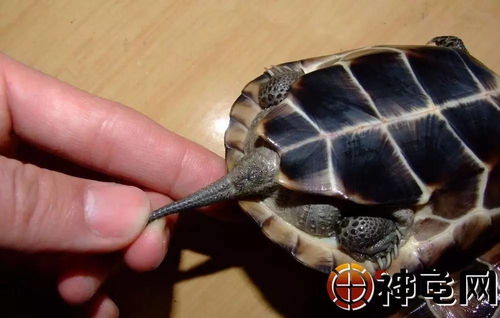 龟趣 中华草龟 最大的爱好就是咬尾巴...... 