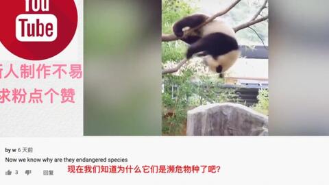 老外看中国熊猫搞笑合集现在我知道大熊猫濒临灭绝的原因
