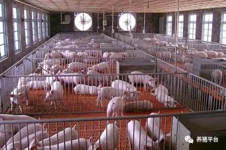 养猪人莫恐慌 猪流感和非瘟有何区别 一文解析