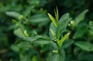 小巧又活泼的茶,是生机盎然的代名词 茶知识日报