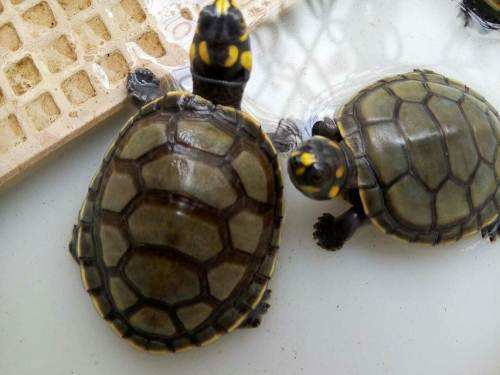 黄头侧颈龟怎么分公母？