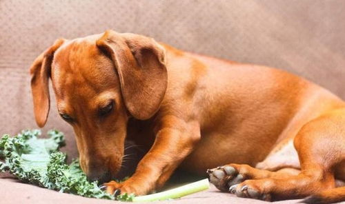 狗狗也会吃蔬菜水果,不单单是喜欢,还有这几点原因