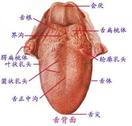 咬舌自尽是真的吗 