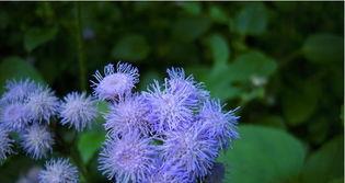 蓝盆花的养殖方法和注意事项有哪些,知道这些方法,就能轻松养护蓝盆花