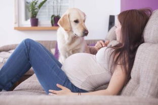 焦虑的孕妇 怀孕5个月被小猫咬伤,对肚子里的宝宝有影响吗