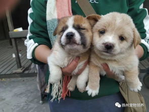 扬州市小动物救助志愿者协会第47届小动物领养日