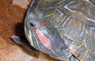 巴西龟白眼病怎么办 