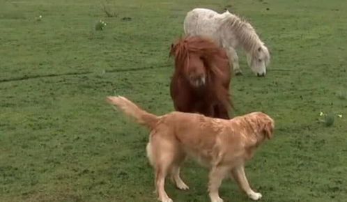 金毛出门遛弯遇到小马,接下来发生的事情,让主人笑了