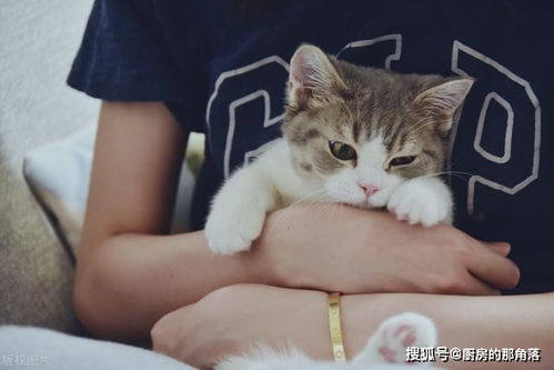 猫猫的丁丁上为什么会长钩刺 这样母猫不会受伤吗