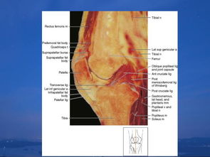 膝关节医学解剖 
