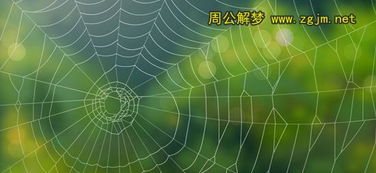 梦见蜘蛛网 蜘蛛丝是什么意思 周公解梦 