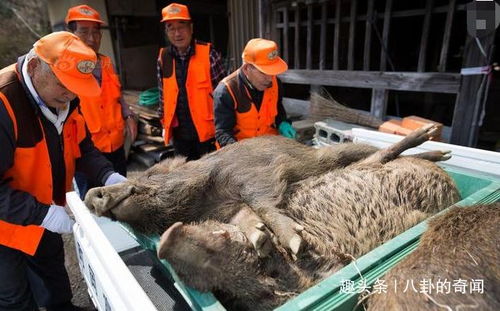 看看日本核辐射后的样子,变异生物到处跑, 双头鱼 到处游