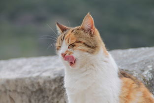 猫咪挑食不吃猫粮怎么办 3种实用方法,帮你告别小馋猫