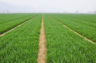 春小麦播种时间收获时间 春小麦和冬小麦的区别