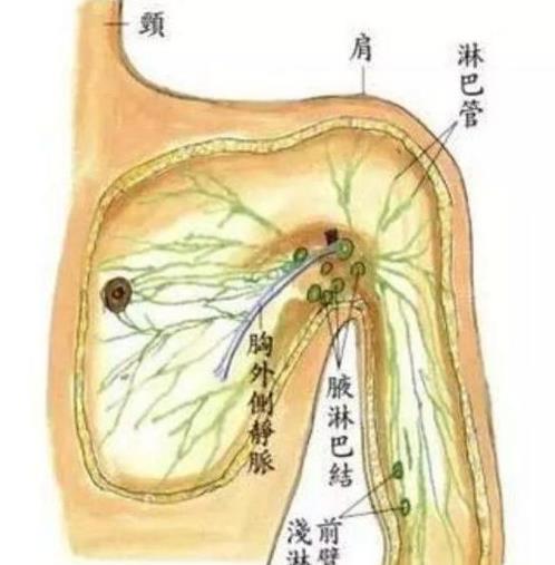 你的颜值,淋巴决定 学会3妙招,彻底打通经络,百病尽消 毒素 