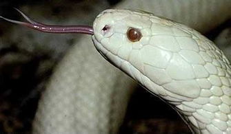 蛇的舌头为什么是分叉的