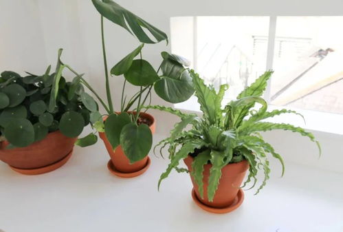 室内养盆栽植物注意6点,观叶绿植和开花植物都可以养好
