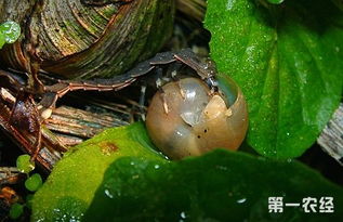 萤火虫吃蜗牛,萤火虫吃蜗牛怎么吃的