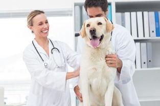 请问如何成为一名宠物医生,需要考什么证书吗 