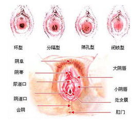 私处健康对照图 女性阴道结构图集