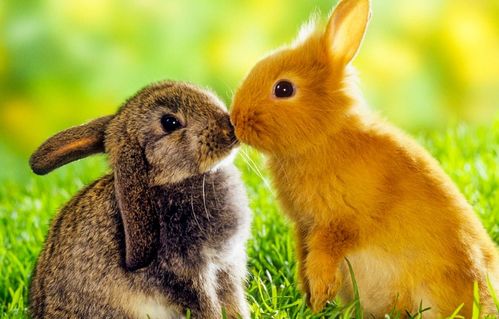 生肖兔 1963年的 兔兔兔 过了55岁属于什么命 一切自有定数