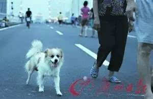 金沙洲养狗的街坊注意啦 不登记 不牵狗绳 狗扰民等将被查处 广州专项整治至今年底