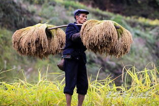 从江农民收糯禾为何一根根的摘,因为这禾在他们心中不仅只是粮食