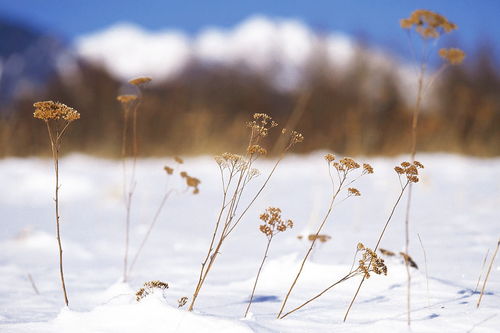 俗语 小雪不见雪,大雪漫天飞 ,小雪不下雪好不好