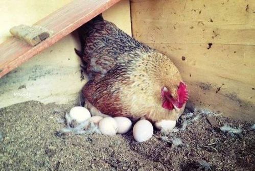梦见鸡下了好多蛋是什么意思梦到鸡下了好多蛋好不好