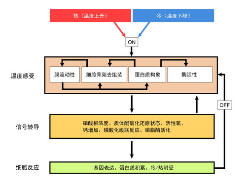 植物没有神经细胞,是如何感知外界温度变化的 