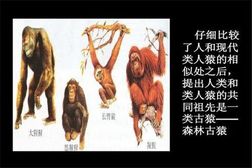 森林古猿是什么进化的 信息阅读欣赏 信息村 K0w0m Com