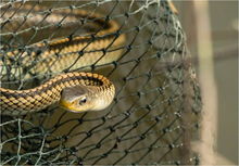 农村水田中的泥蛇是不是保护动物 有没有毒呢