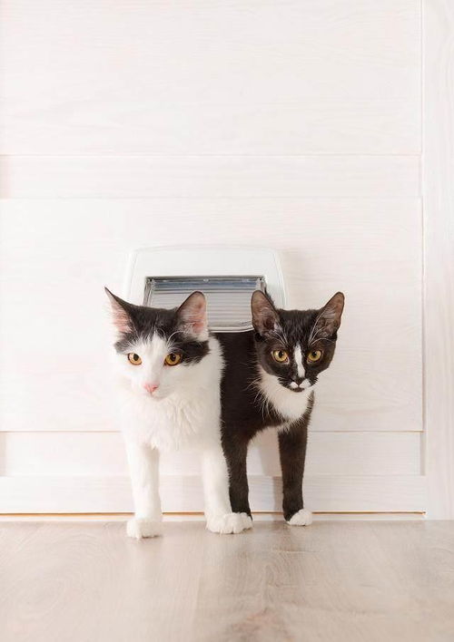 家里养了两只猫,需要准备多少个猫砂盆