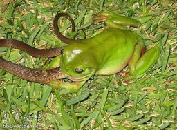 梦见蛇吃青蛙