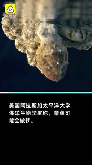 美科学家拍到罕见画面 章鱼一边做梦一边变色 ,可能梦见自己在吃螃蟹