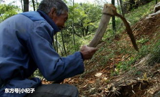 农民在山上挖食物挖到奇怪的树根,网友 要是真的可就值钱了 