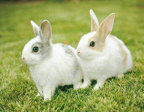 农历二十九日出生的属兔人命运