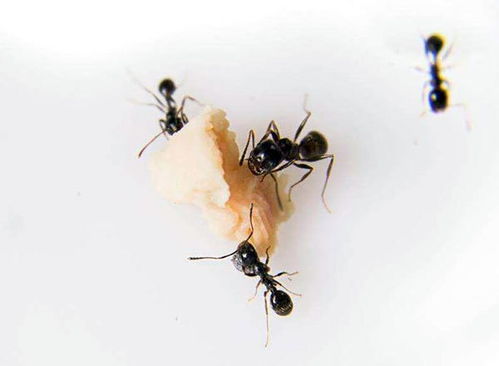 家里招蚂蚁预示着什么 家里有蚂蚁怎么治 